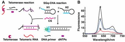 An all-deoxyribonucleic acid circuit for detection of human telomerase activity in solution and on paper